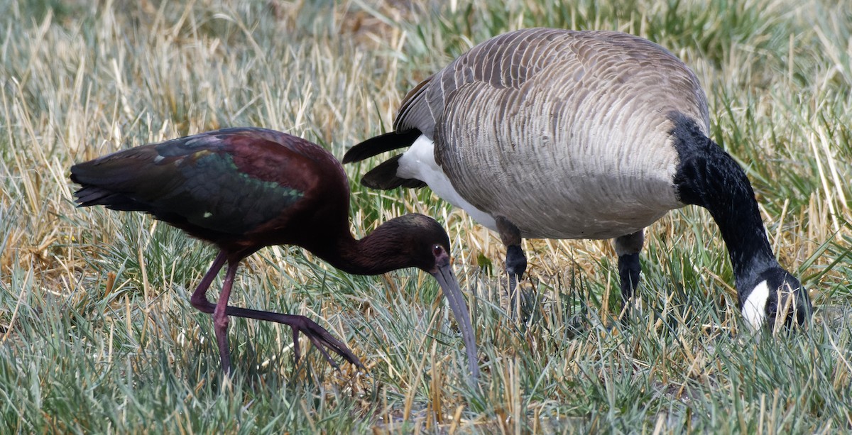 White-faced Ibis - ML614264950