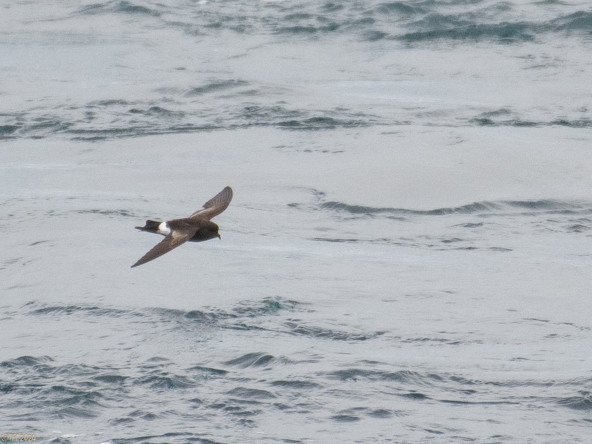 Wilson's Storm-Petrel (Fuegian) - ML614264951