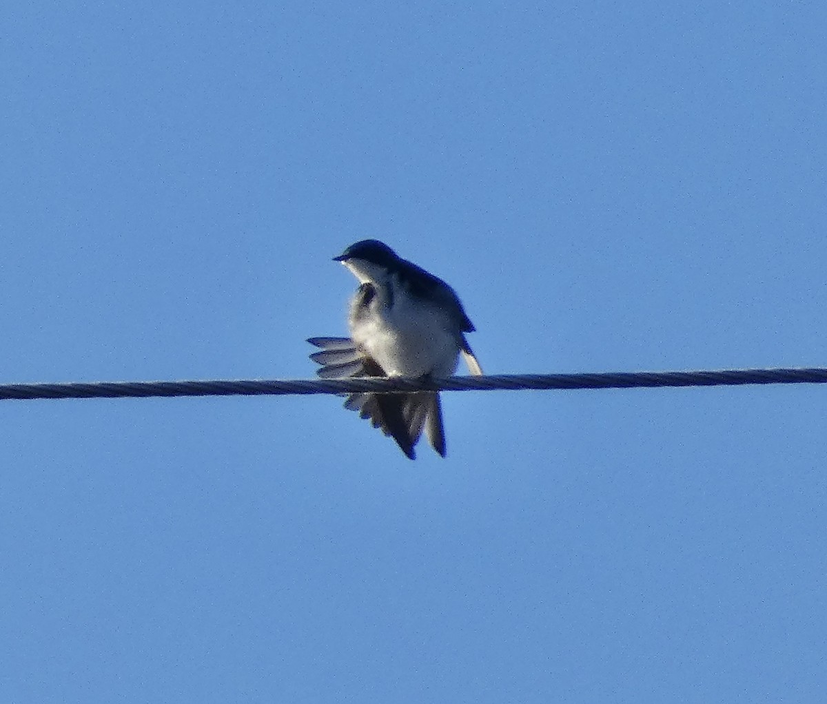 Tree Swallow - ML614264990