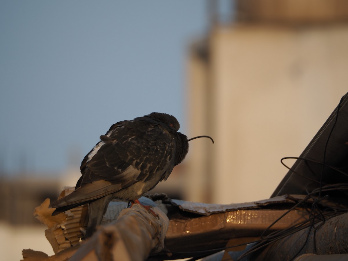 Rock Pigeon (Feral Pigeon) - ML614265001