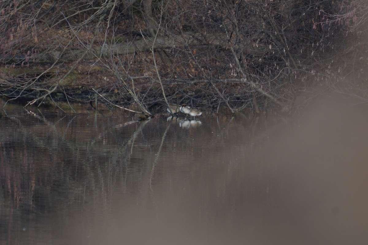 Green-winged Teal - ML614265036