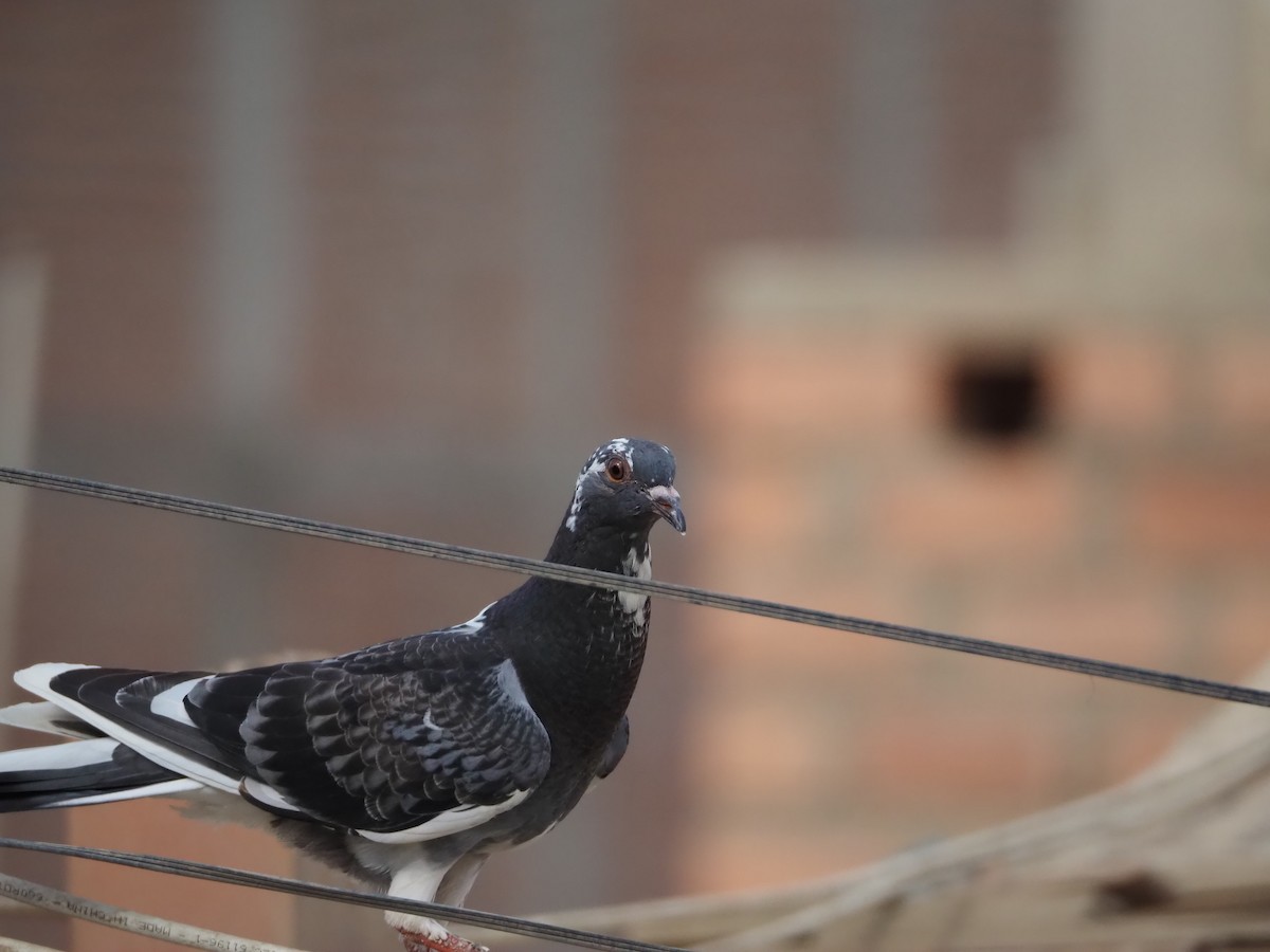 Rock Pigeon (Feral Pigeon) - Ariel Florentino