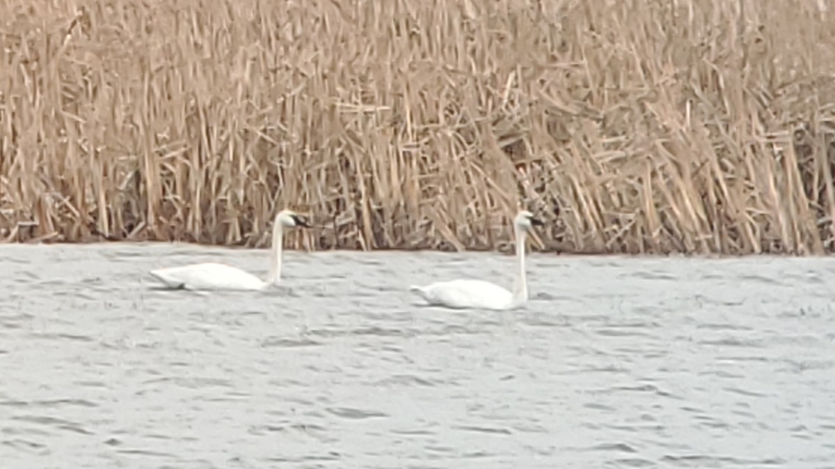 Trumpeter Swan - ML614265077