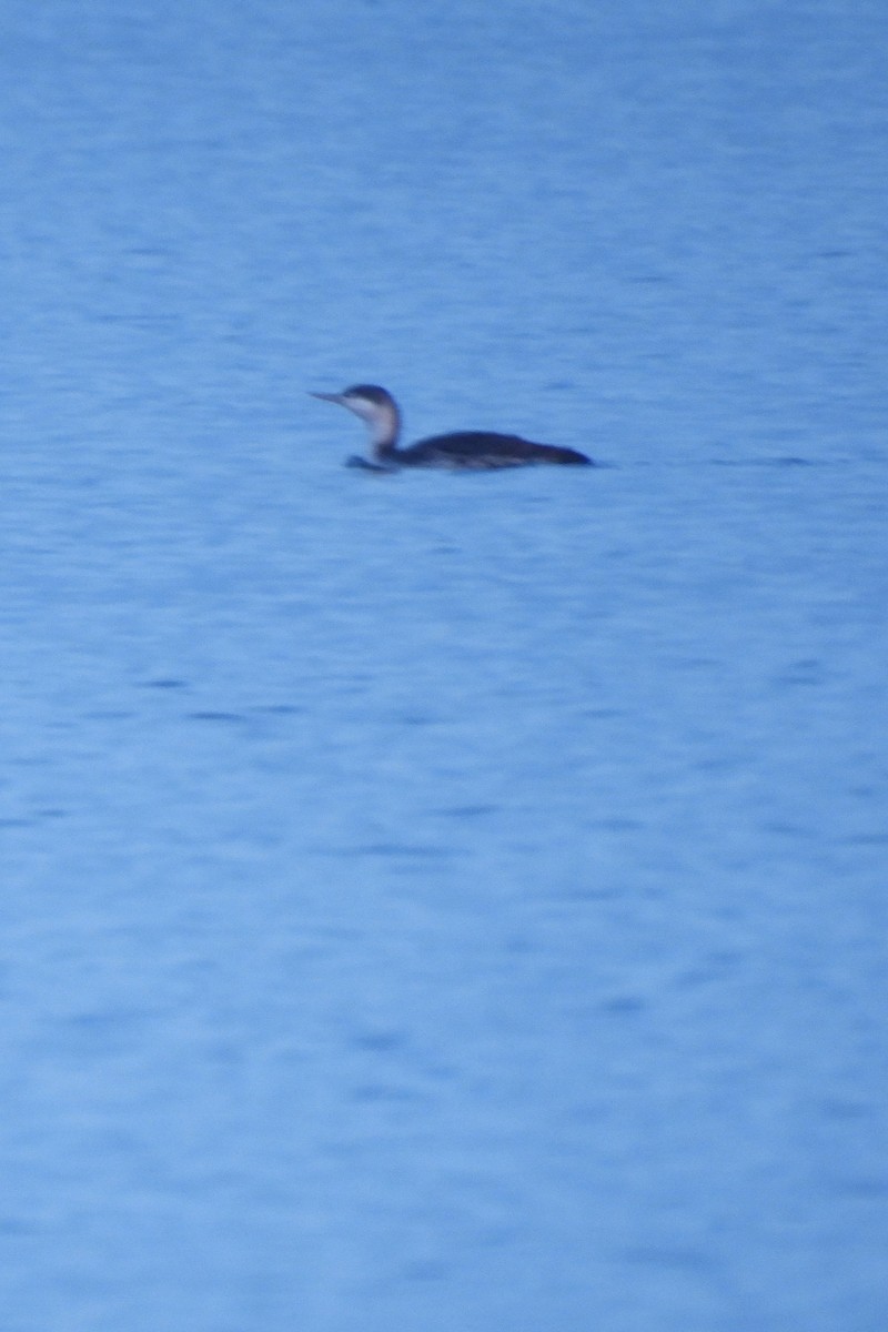 Red-throated Loon - ML614265109