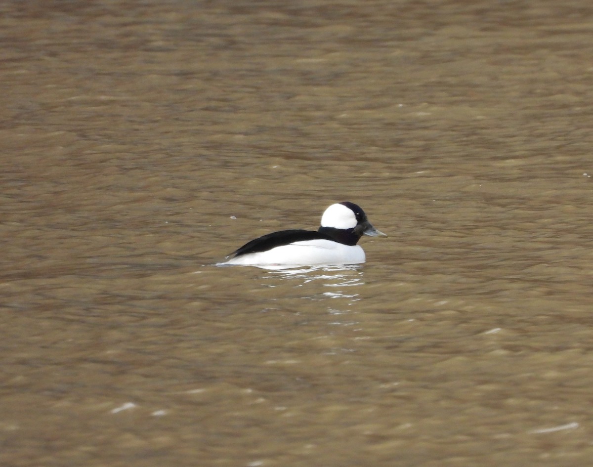 Bufflehead - ML614265137