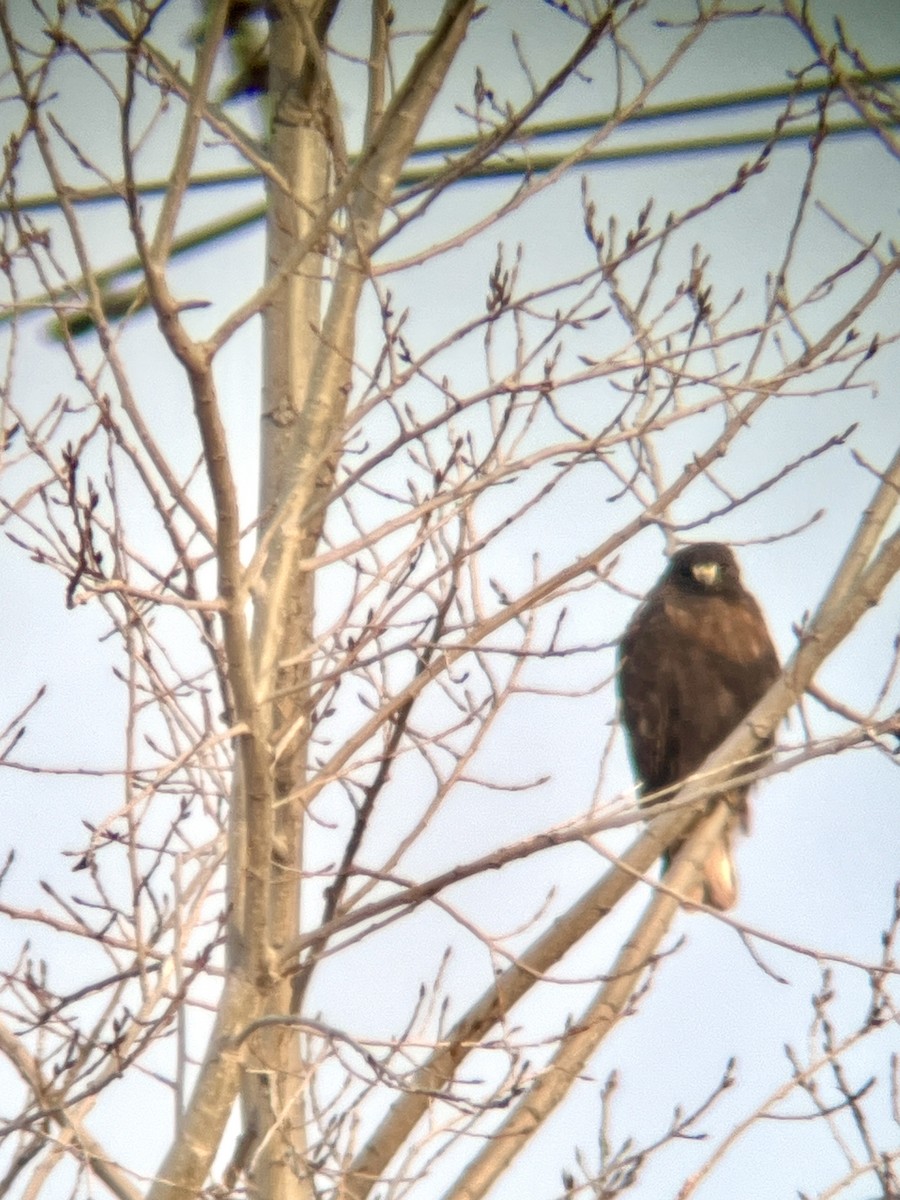 Red-tailed Hawk (calurus/abieticola) - ML614265138