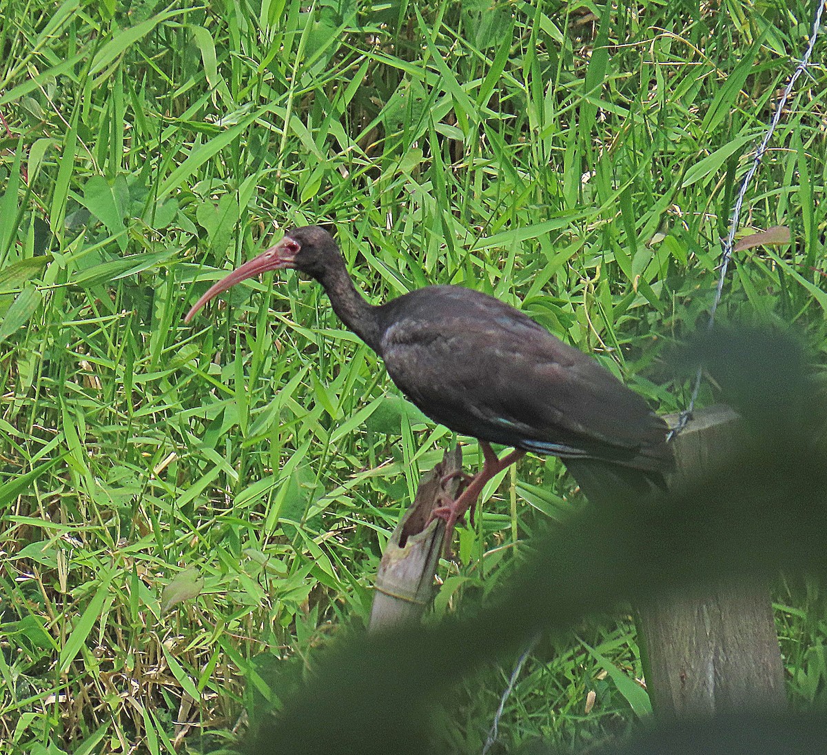 Bare-faced Ibis - ML614265164