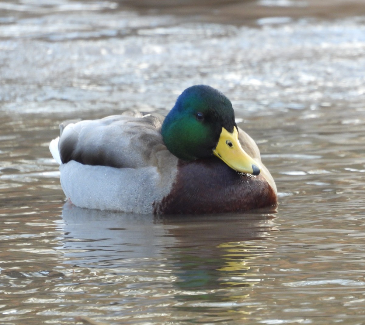 Mallard - ML614265173