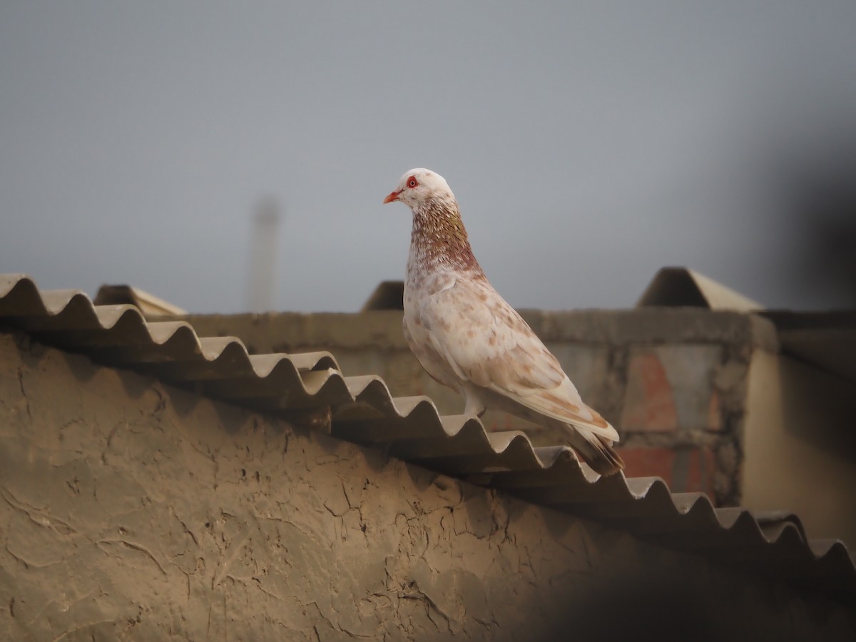 Rock Pigeon (Feral Pigeon) - ML614265199