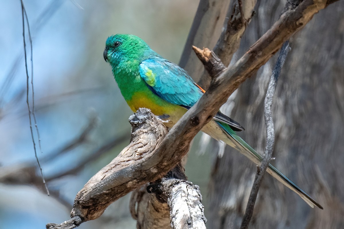 Red-rumped Parrot - ML614265251
