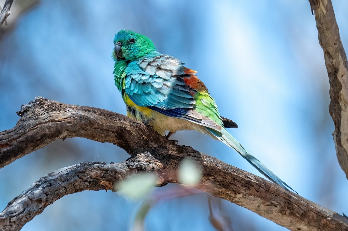 Red-rumped Parrot - ML614265253