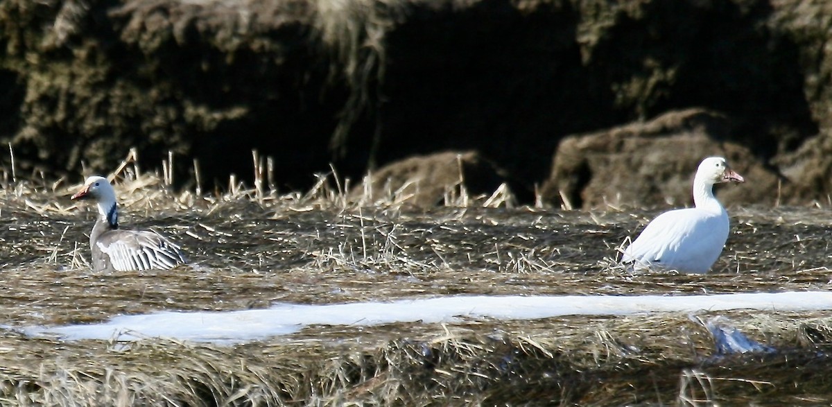 Snow Goose - ML614265386