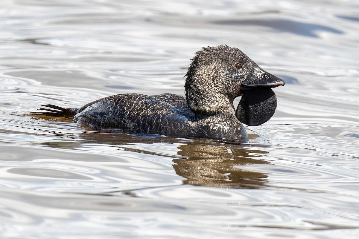 Musk Duck - James Hoagland