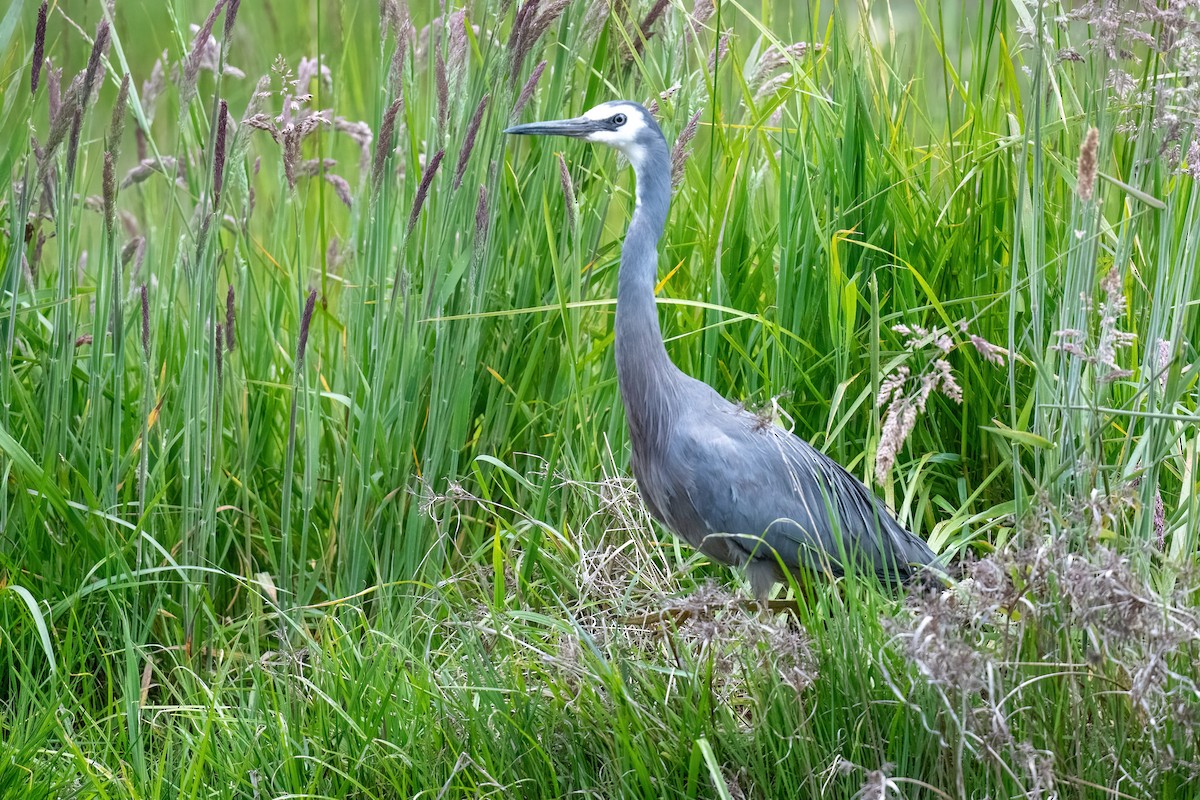 White-faced Heron - James Hoagland