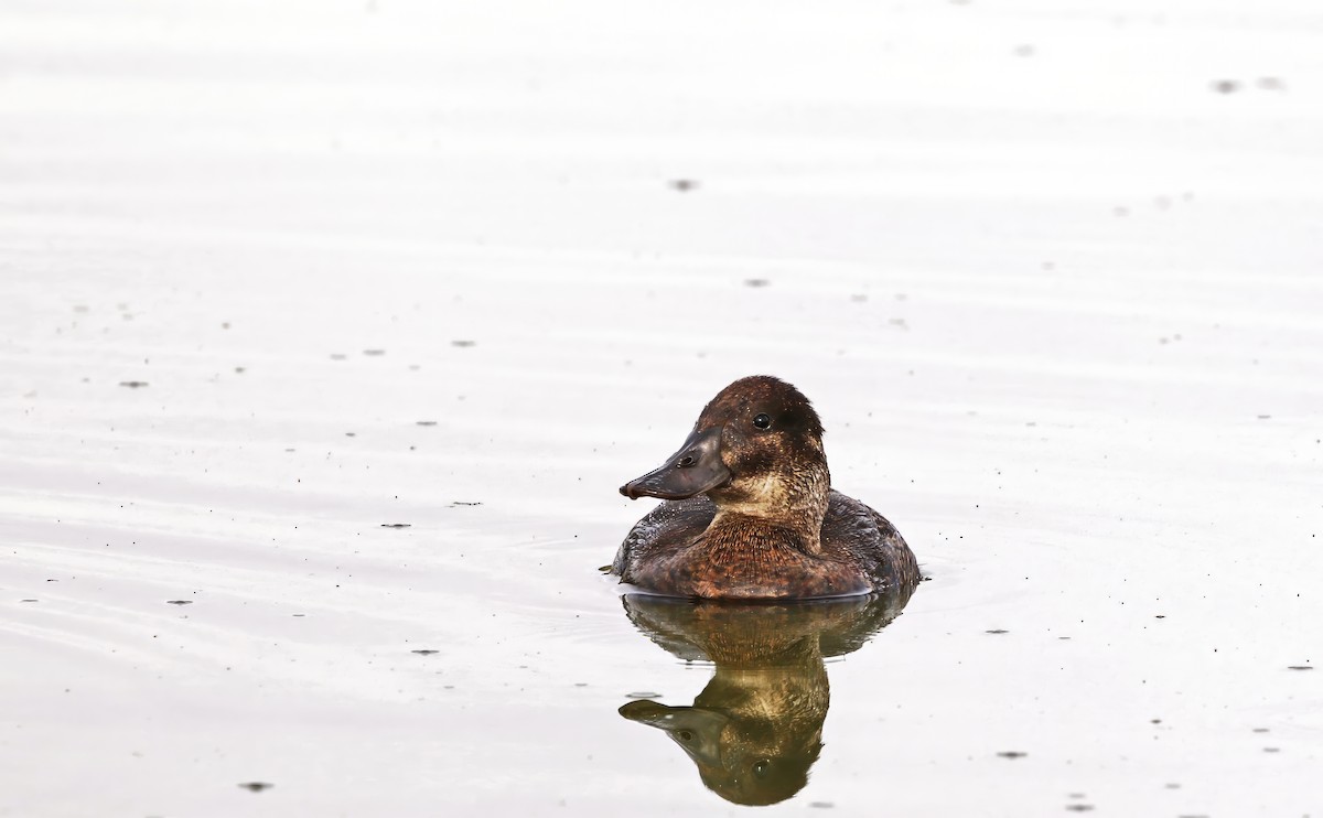 Andean Duck - ML614265595