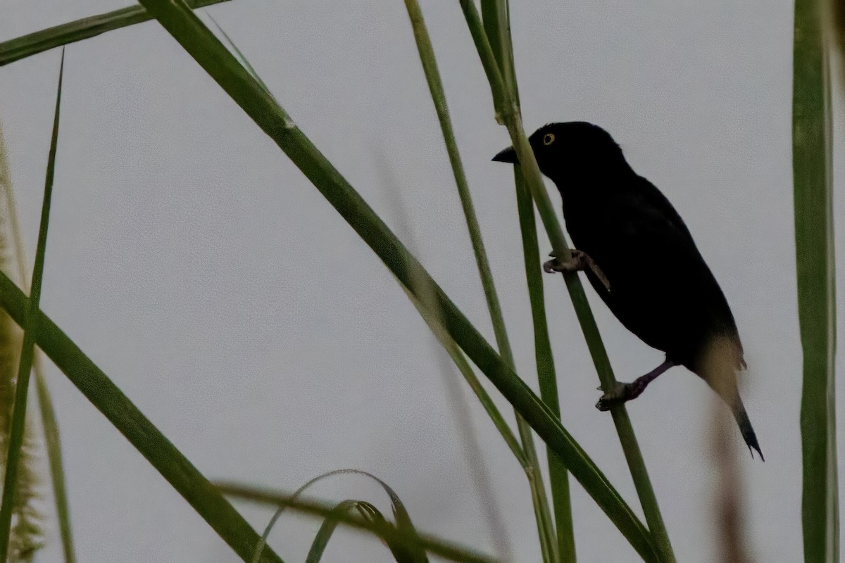 Vieillot's Black Weaver - ML614265620