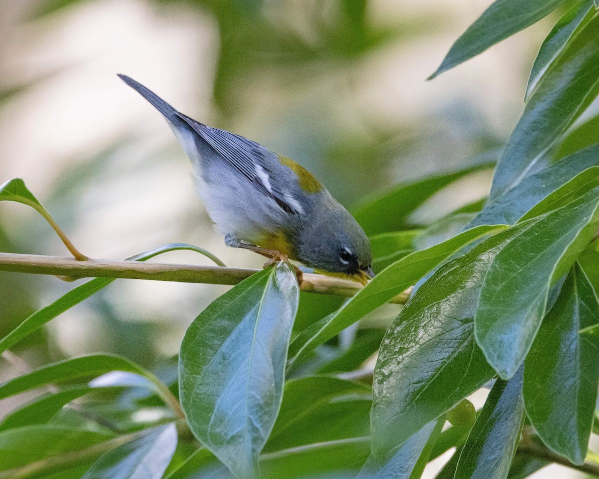 Northern Parula - ML614265748