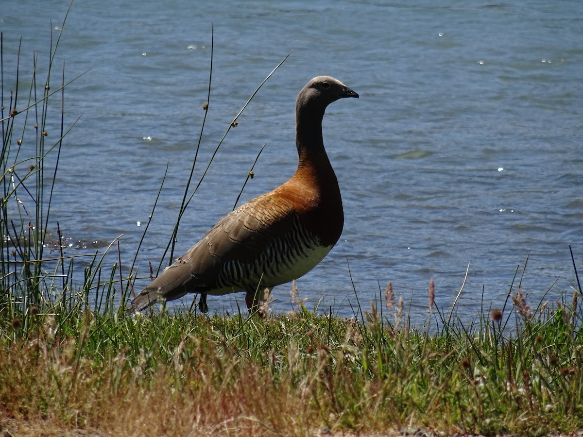 Cauquén Cabecigrís - ML614265752