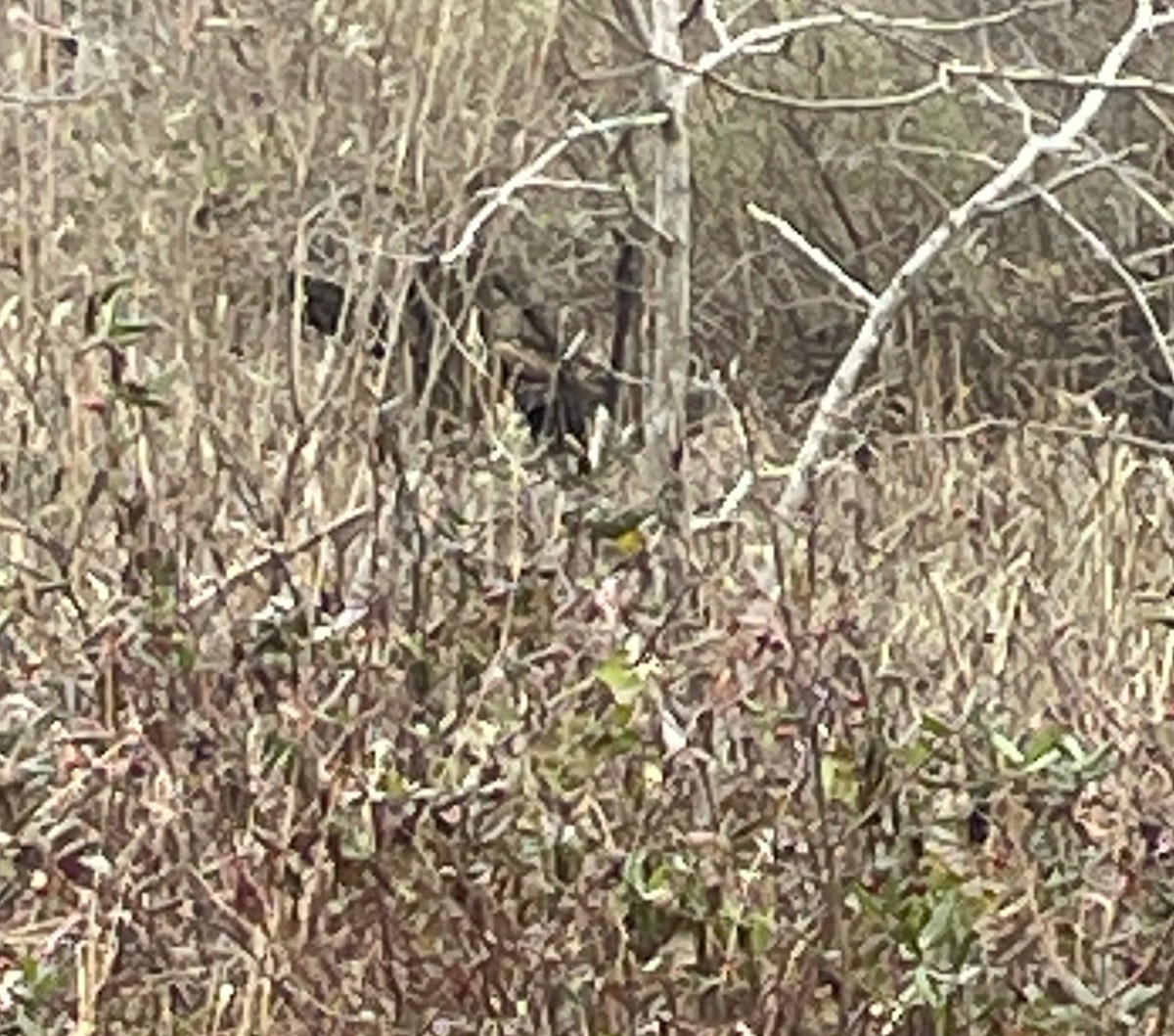 Yellow-breasted Chat - ML614265777