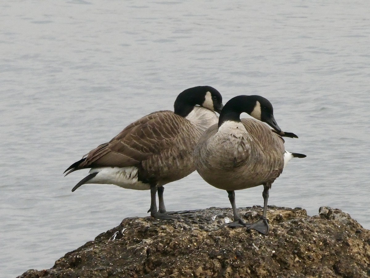 Canada Goose - ML614265789