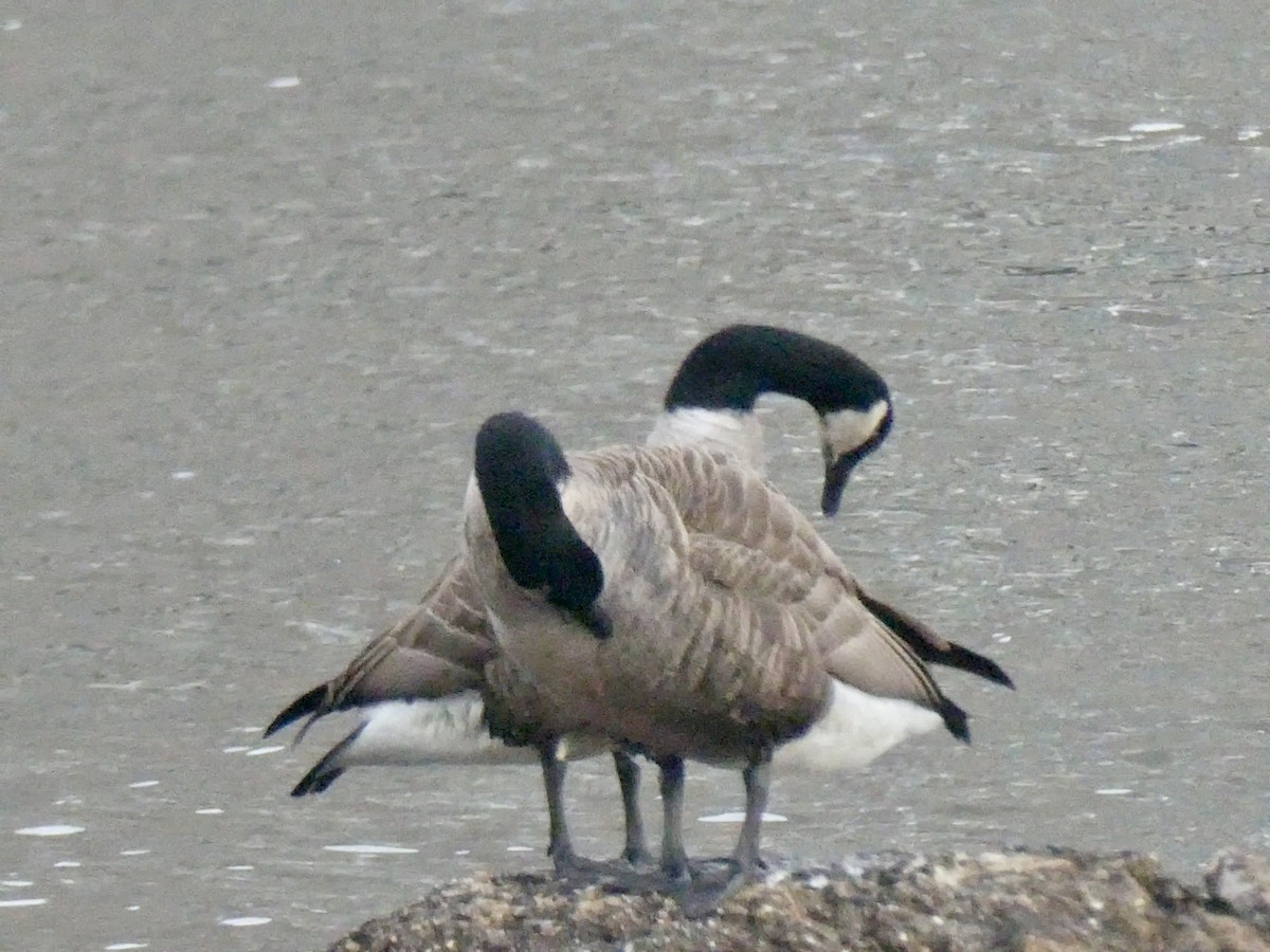 Canada Goose - ML614265790
