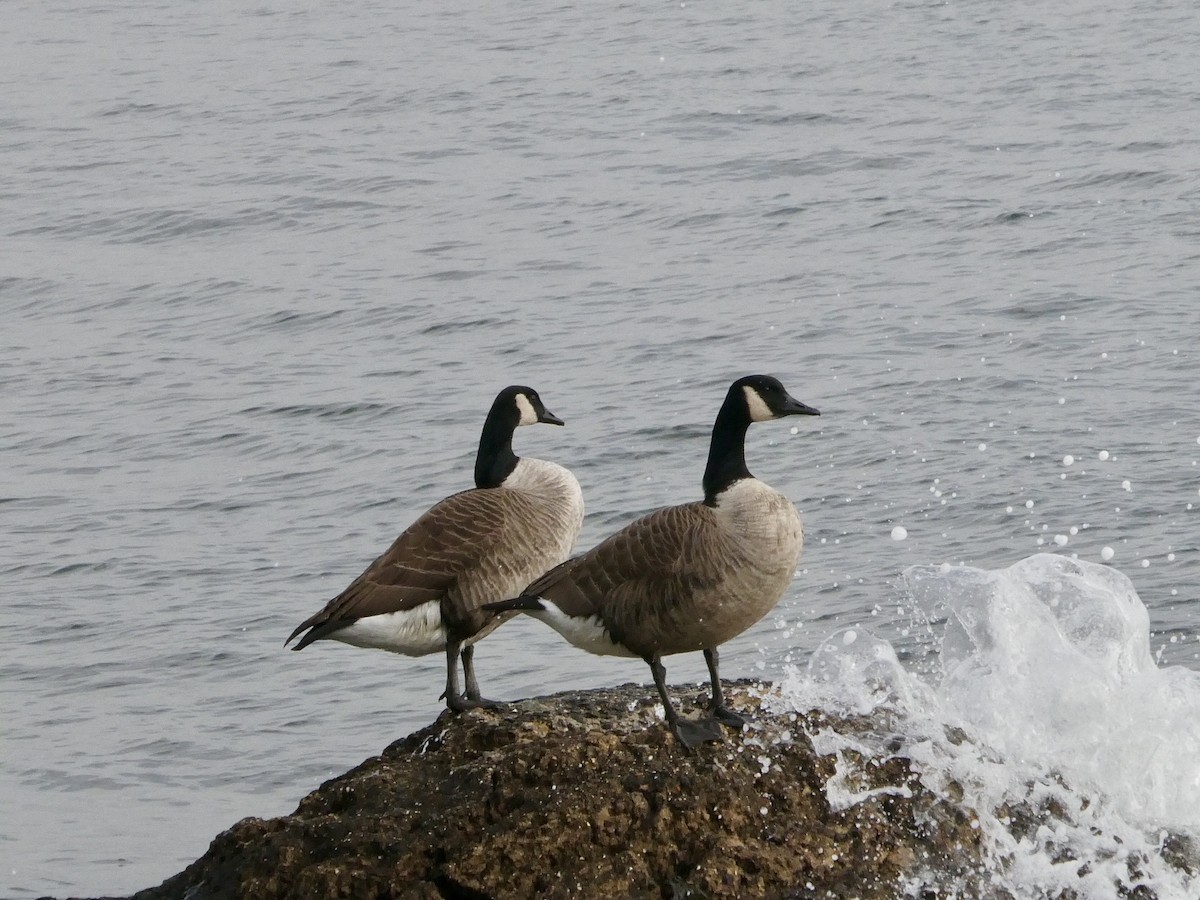 Canada Goose - ML614265791