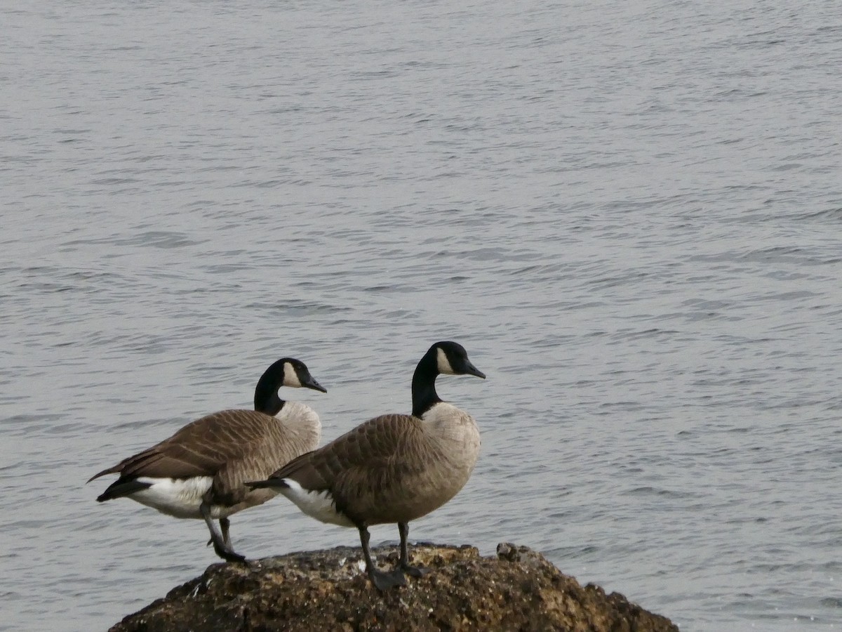 Canada Goose - ML614265792