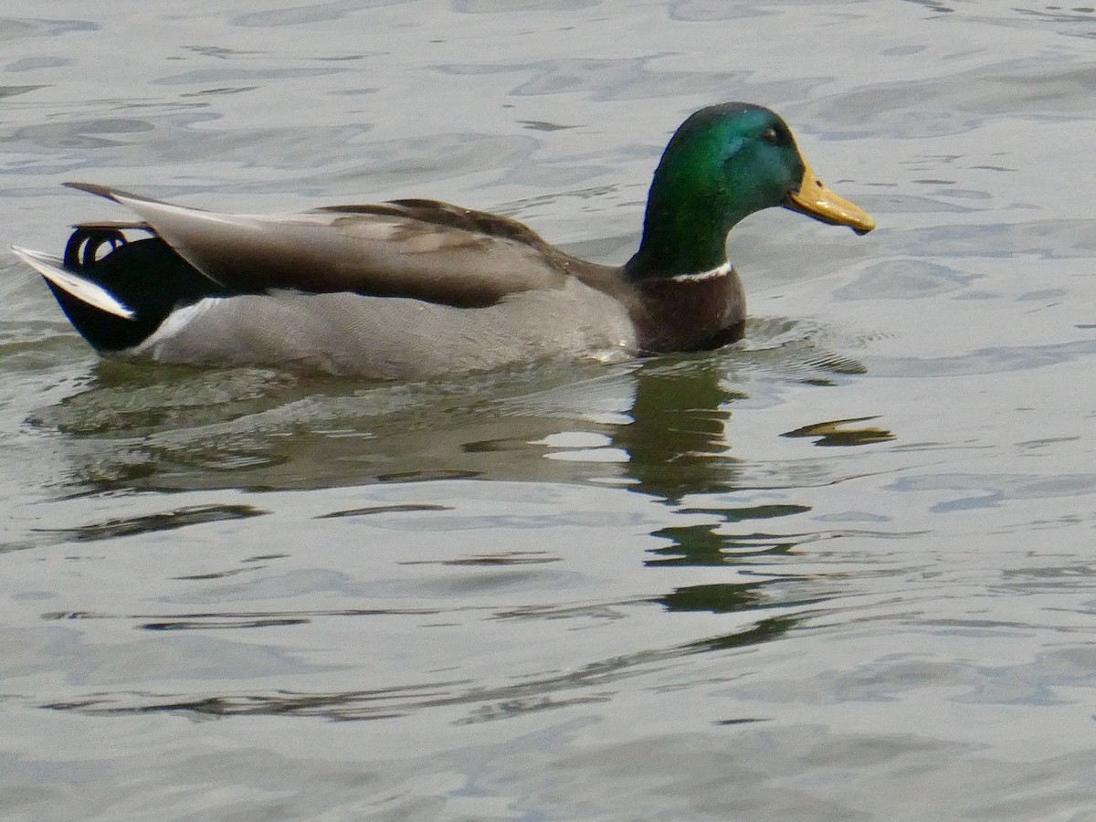 Mallard - ML614265812