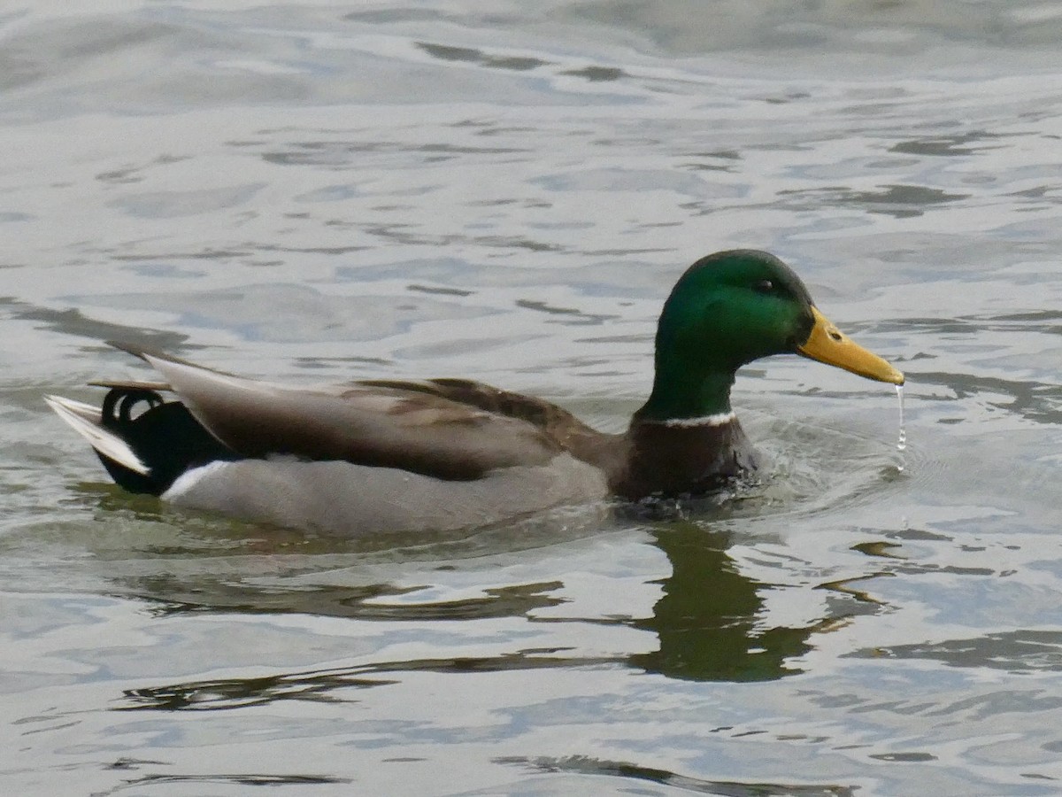 Mallard - ML614265814