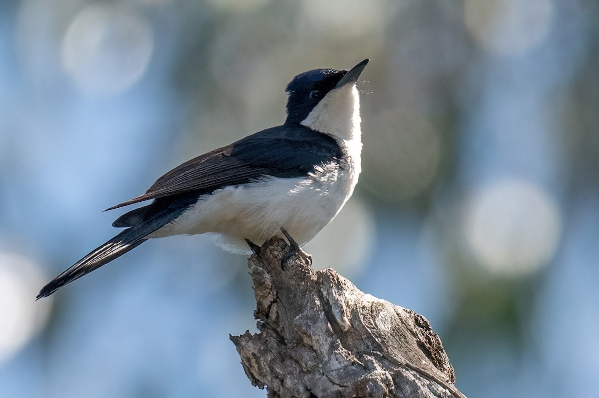 Restless Flycatcher - James Hoagland