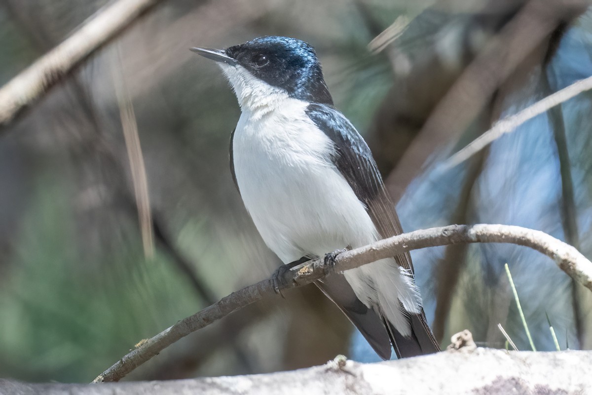 Restless Flycatcher - James Hoagland