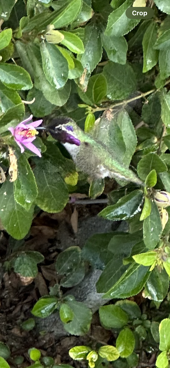 Costa's Hummingbird - ML614265829