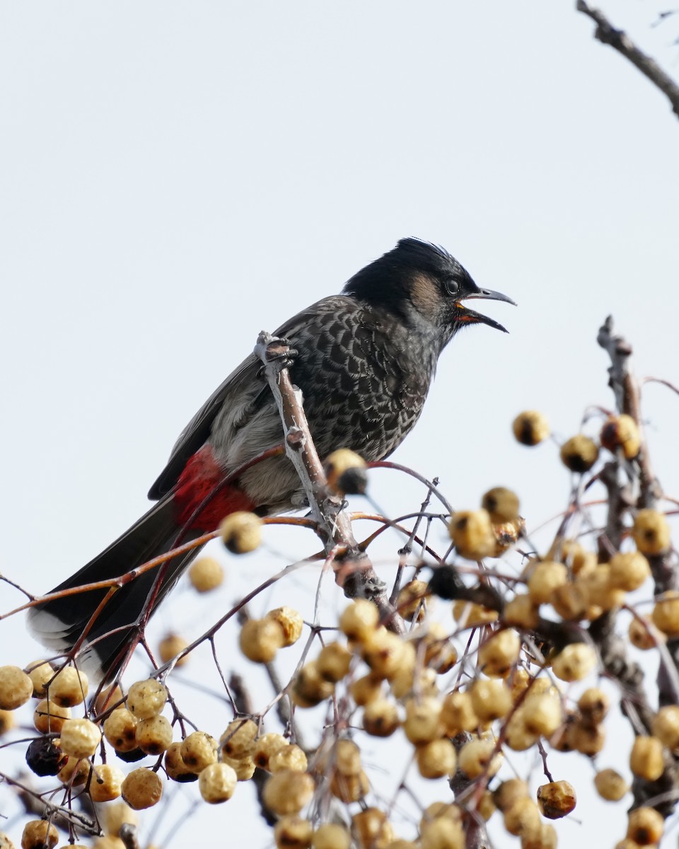 Red-vented Bulbul - ML614265831
