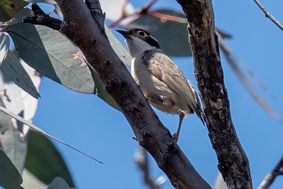 Brown-headed Honeyeater - ML614265846