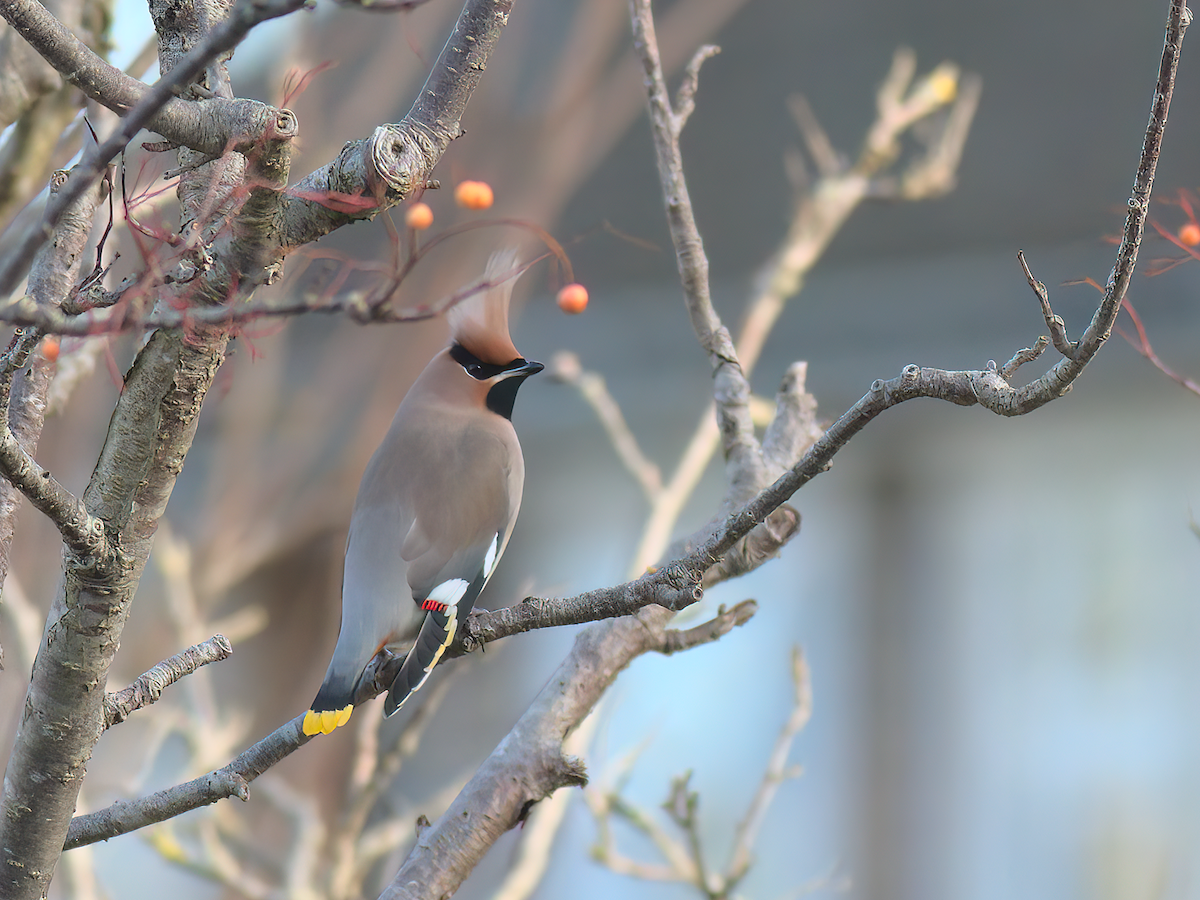 Bohemian Waxwing - Andy Symes