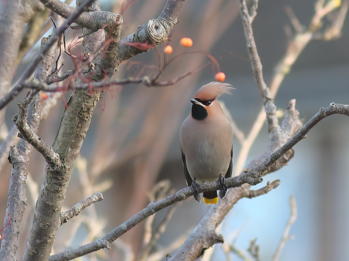 Bohemian Waxwing - Andy Symes