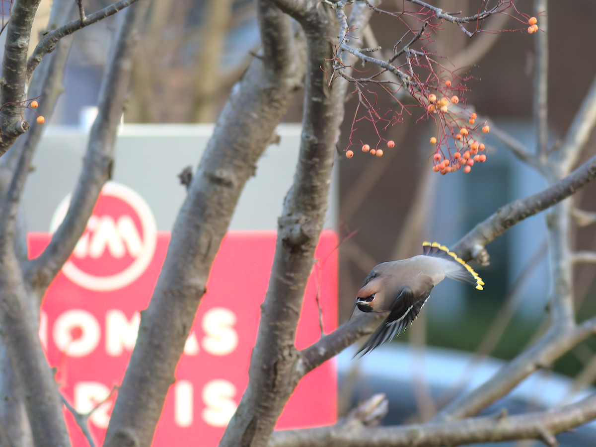 Bohemian Waxwing - Andy Symes