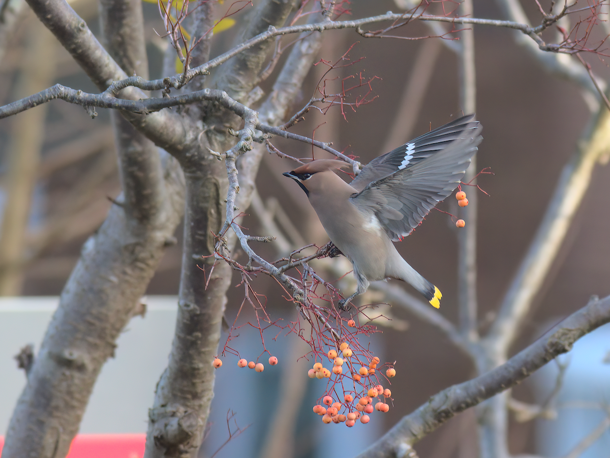 Bohemian Waxwing - Andy Symes