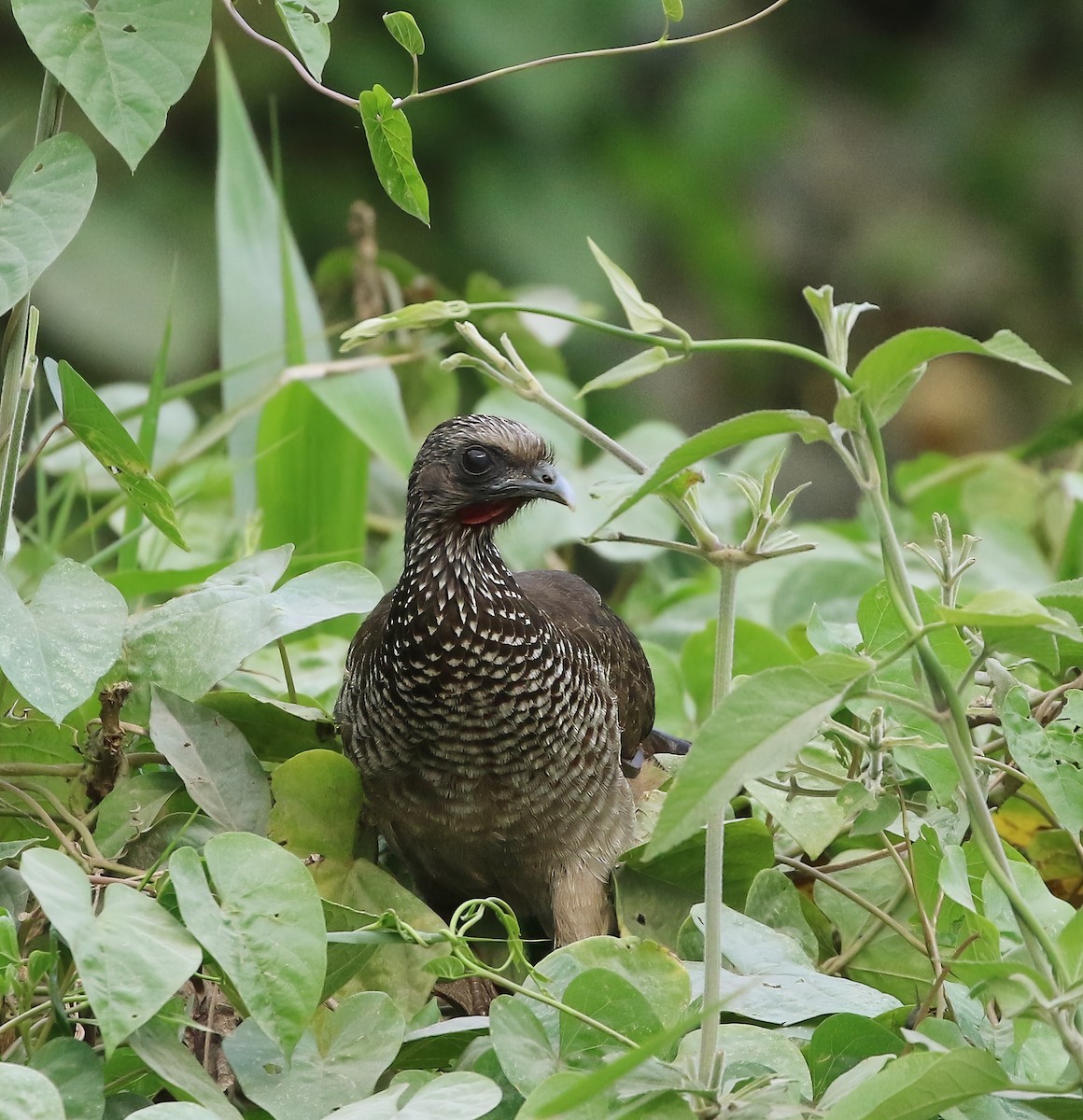 Chachalaca Moteada (guttata/subaffinis) - ML614265932