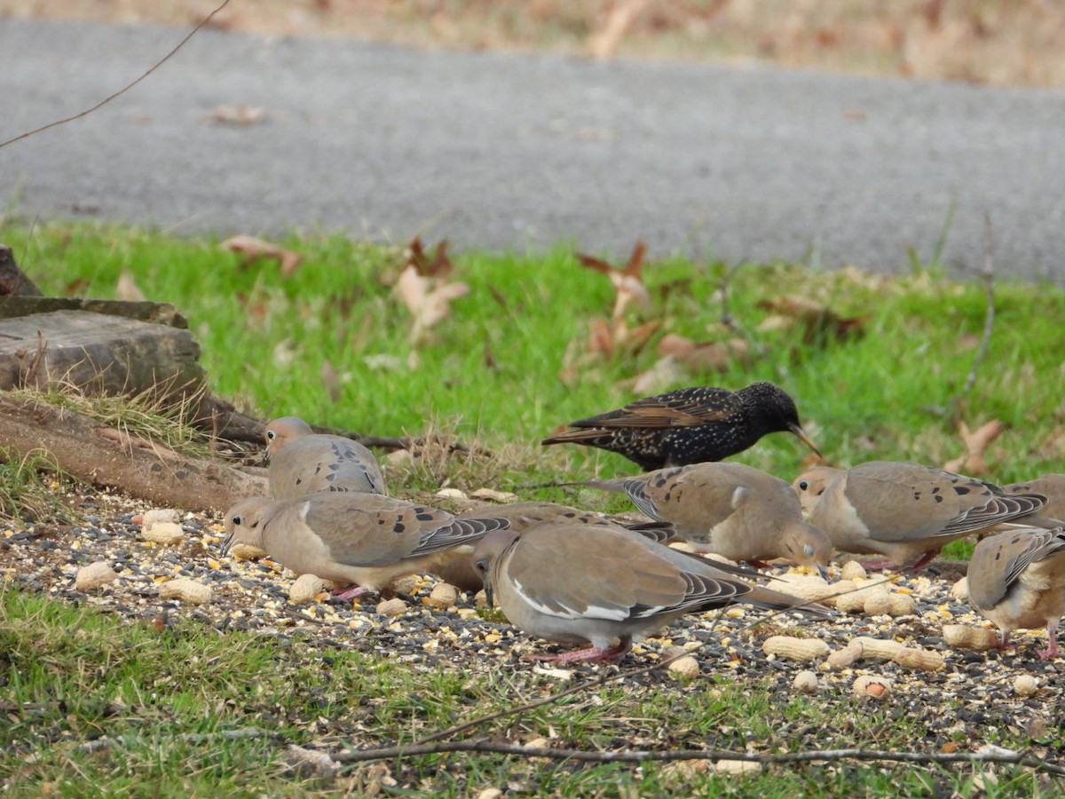 White-winged Dove - ML614265954