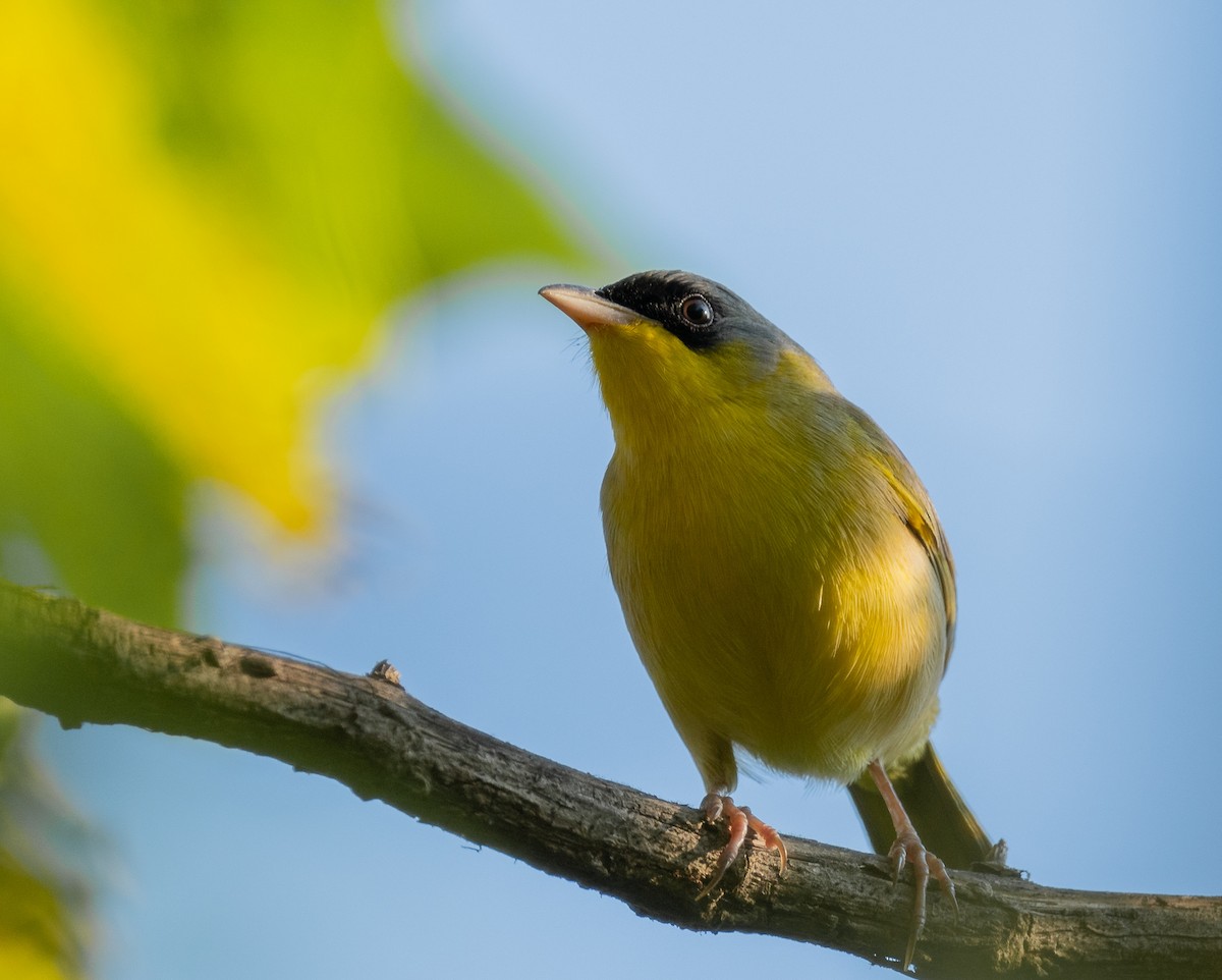 Gray-crowned Yellowthroat - ML614265960