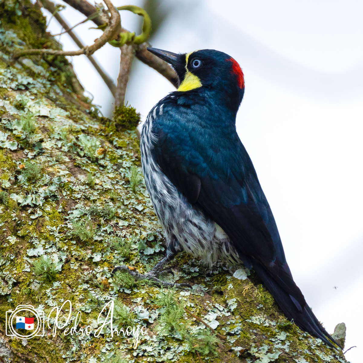 Acorn Woodpecker - ML614265964