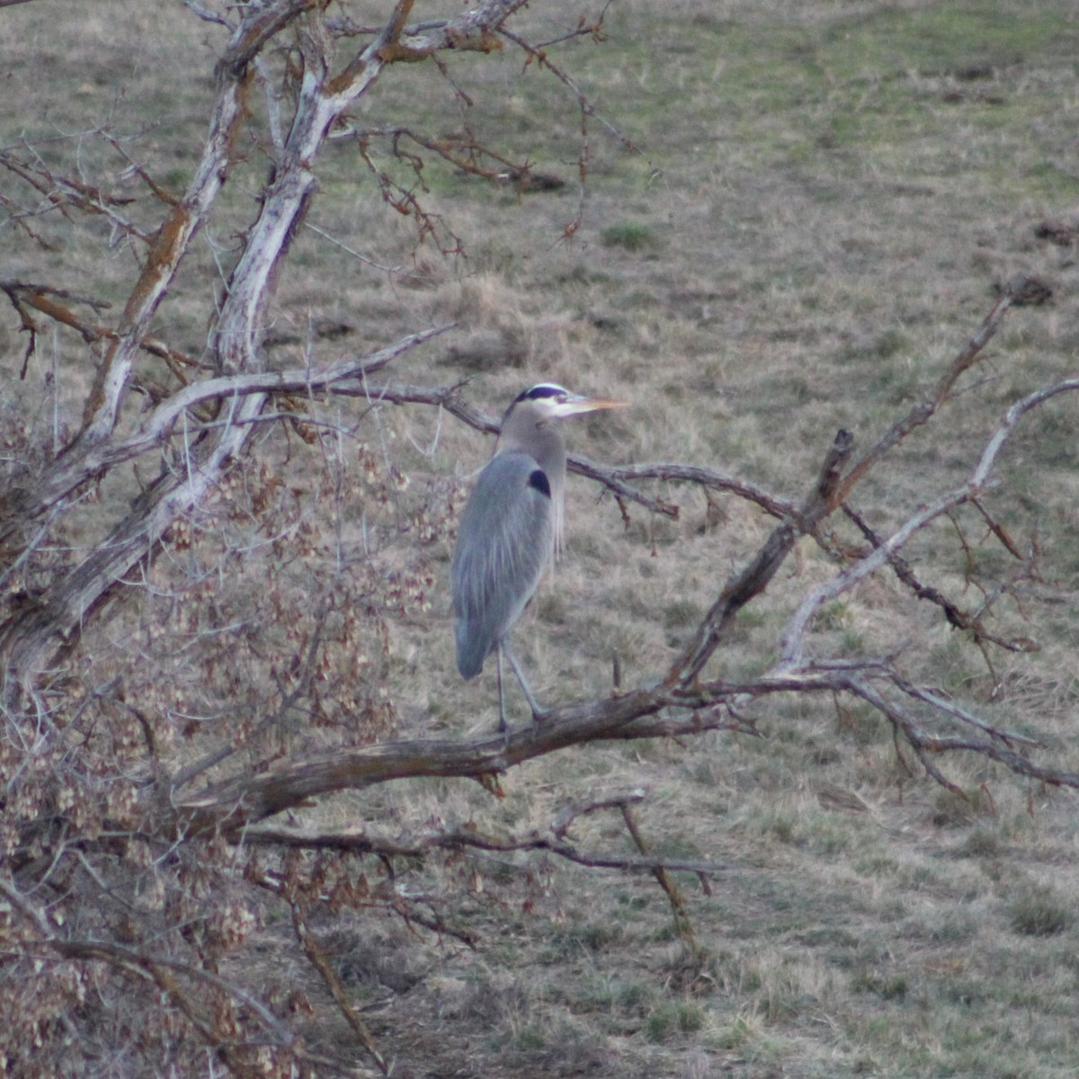 Great Blue Heron (Great Blue) - ML614265979