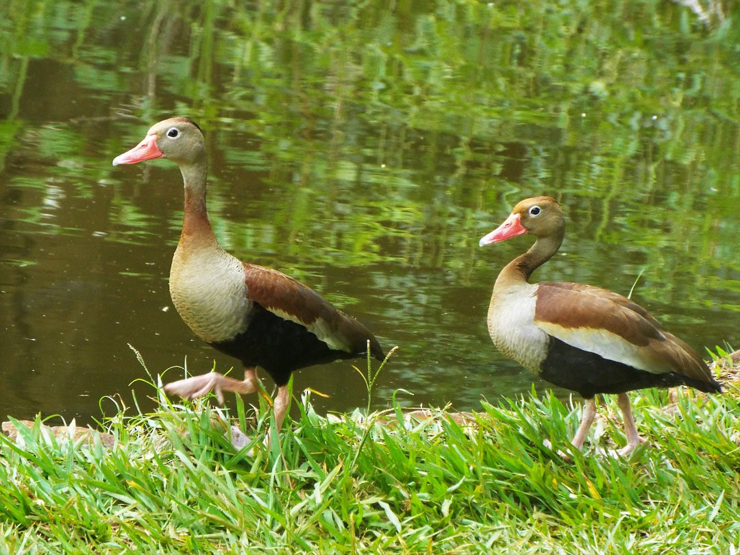 Black-bellied Whistling-Duck - ML614266042