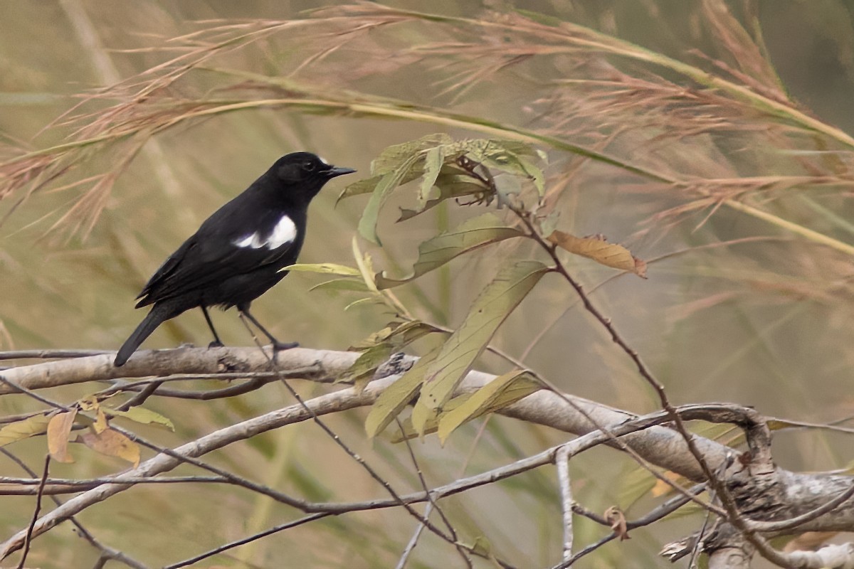 White-fronted Black-Chat - ML614266275