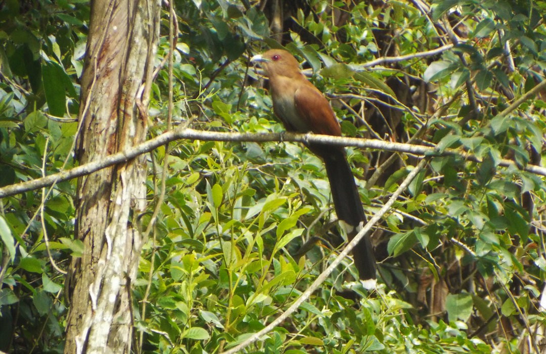 Squirrel Cuckoo - ML614266289