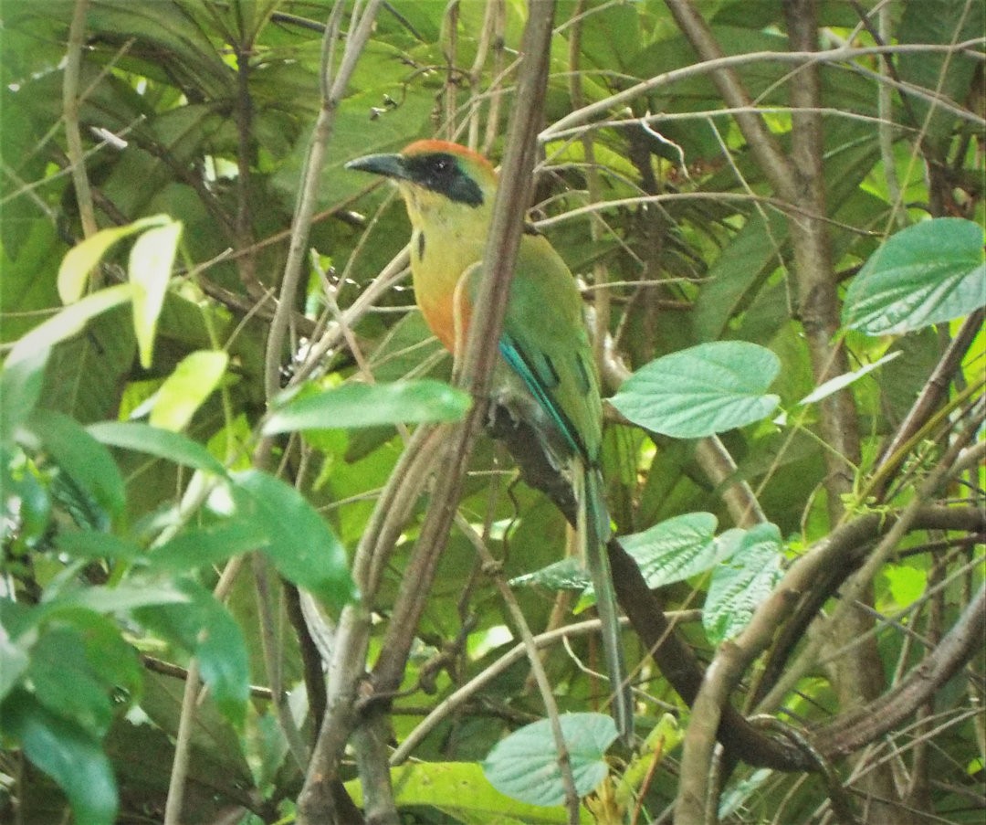 Rufous-capped Motmot - ML614266291