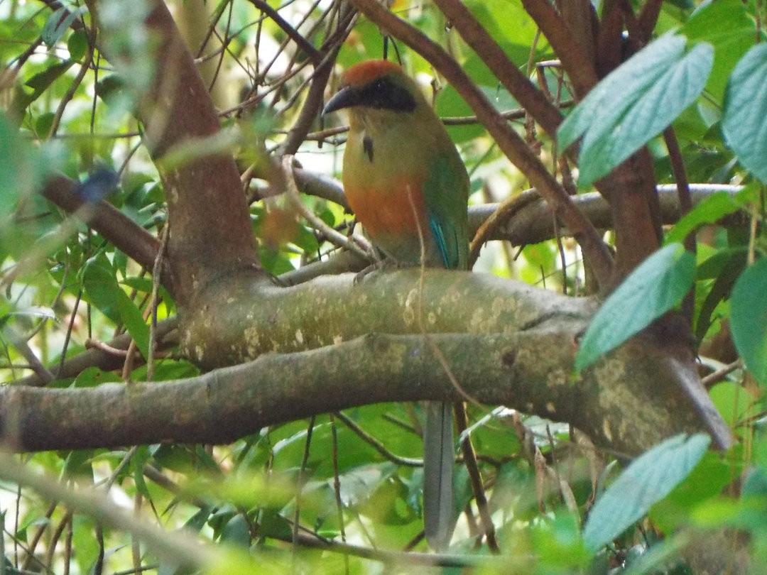 Rufous-capped Motmot - ML614266292