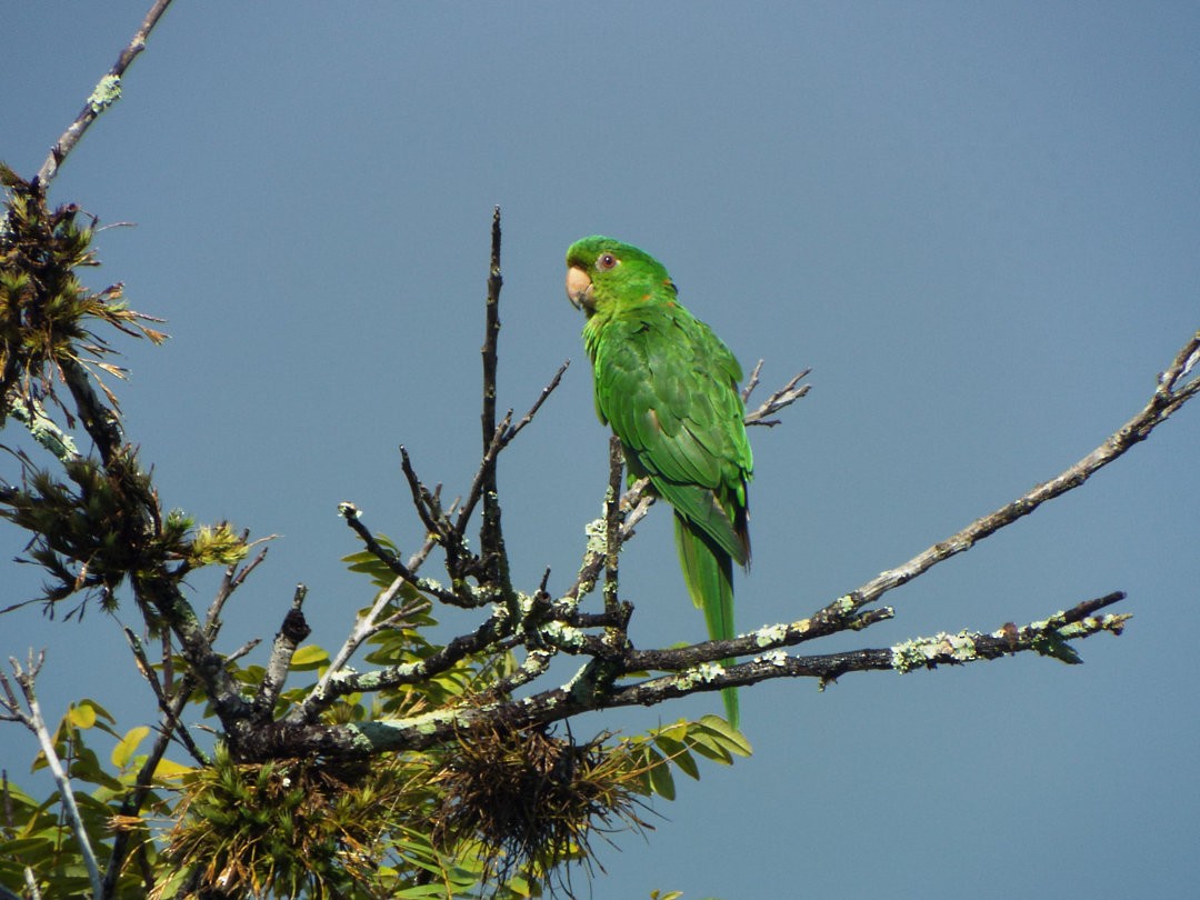 White-eyed Parakeet - ML614266312