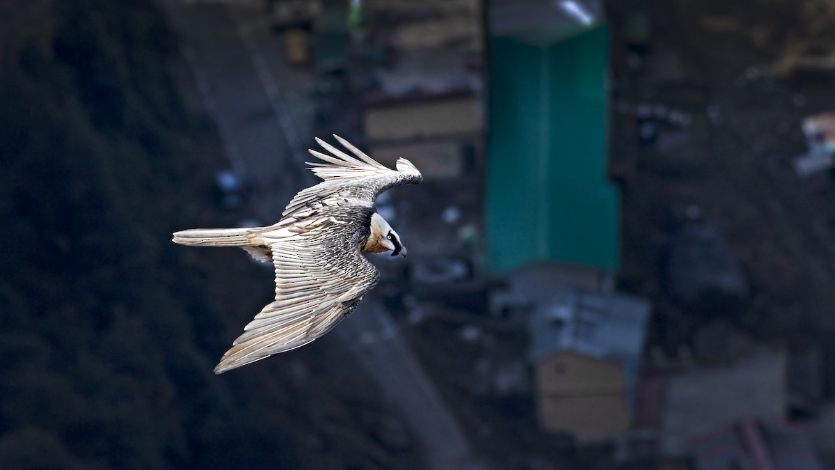 Bearded Vulture (Eurasian) - ML614266344